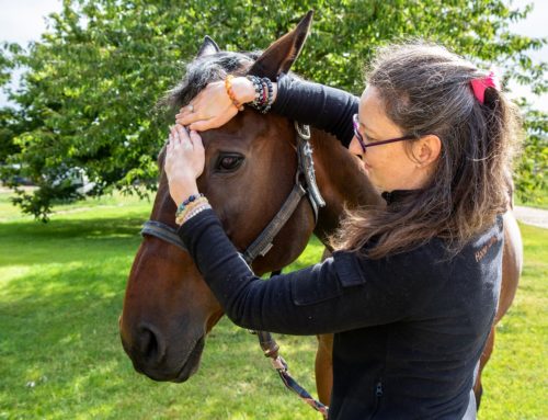 Stage de Reiki Equin